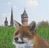 Der Fuchs im Burger Stadtgebiet